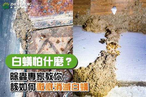 白蟻出現原因|白蟻怕什麼？防治消滅方法整理包：防堵白蟻入侵5點。